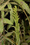 Sensitive fern